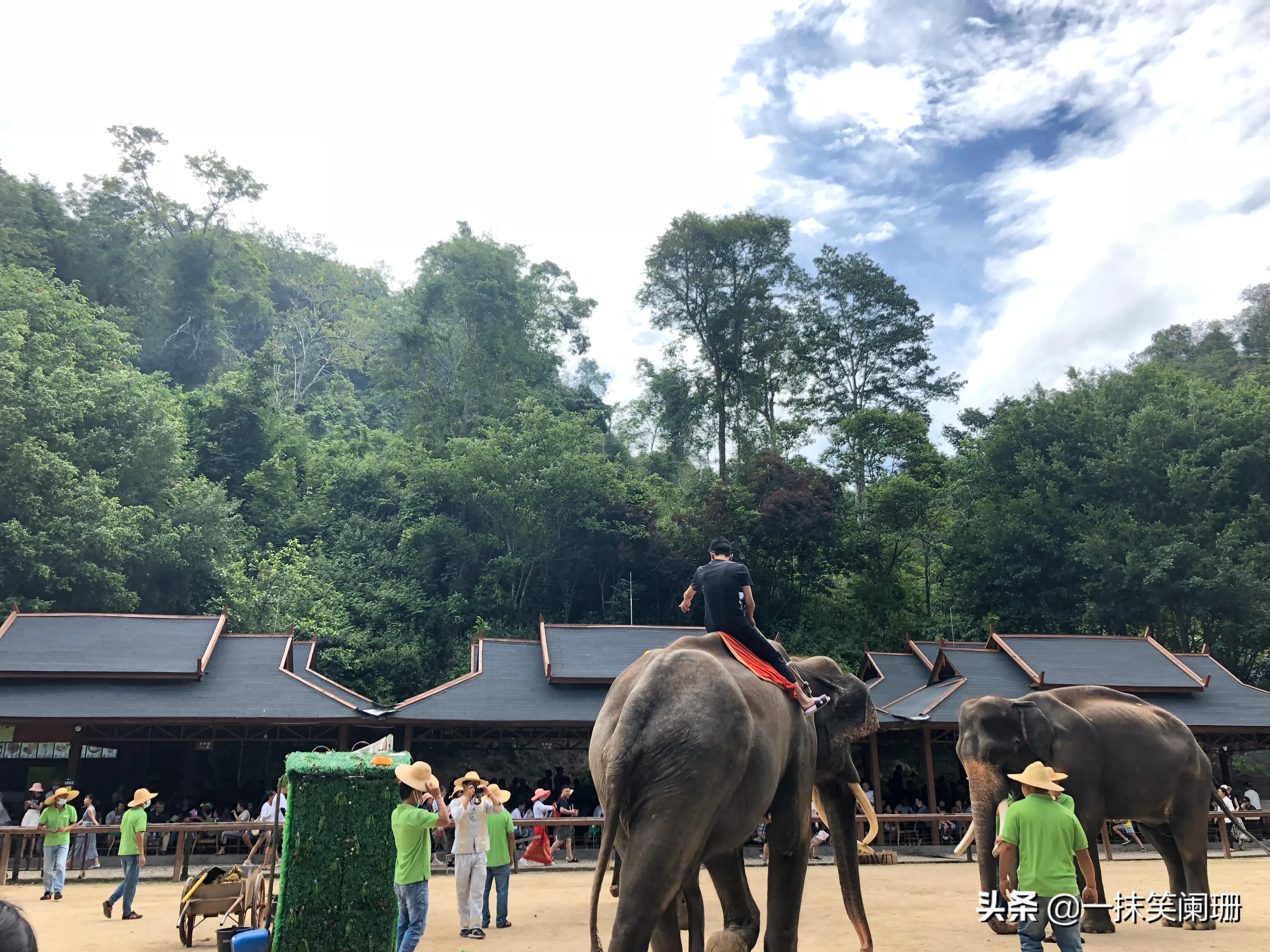 云南西双版纳野象谷大象学校表演,西双版纳野象谷大象表演时间表