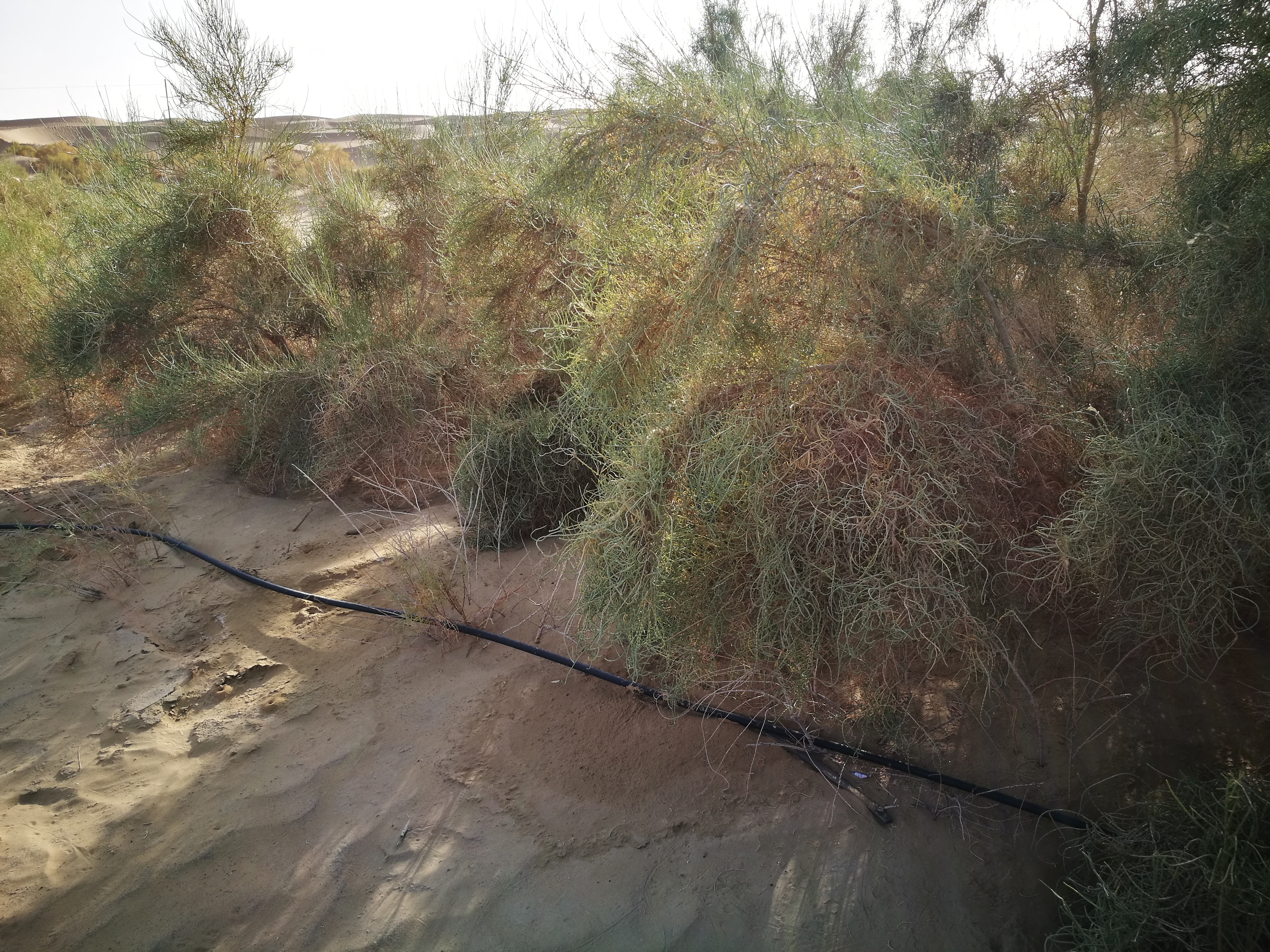 13000公里新手独驾*疆新**第23天——穿越塔克拉玛干沙漠，遭遇陷车