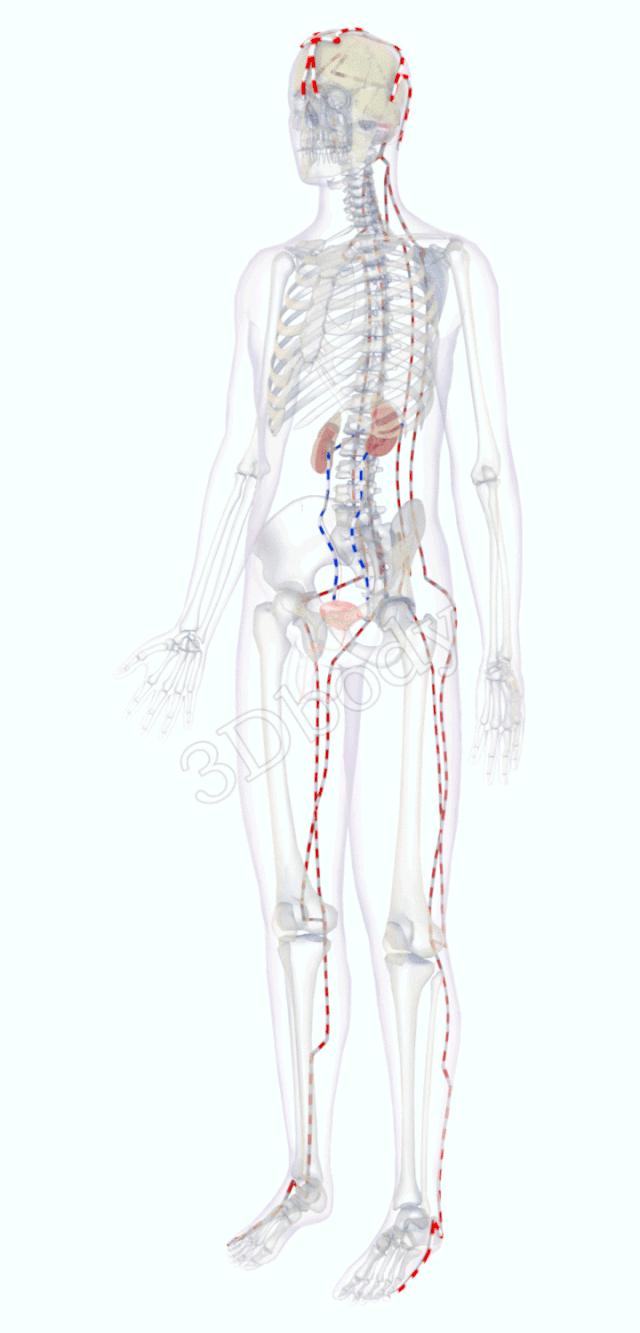 3d十四经络动态循行图,经络图3d动态图三焦经