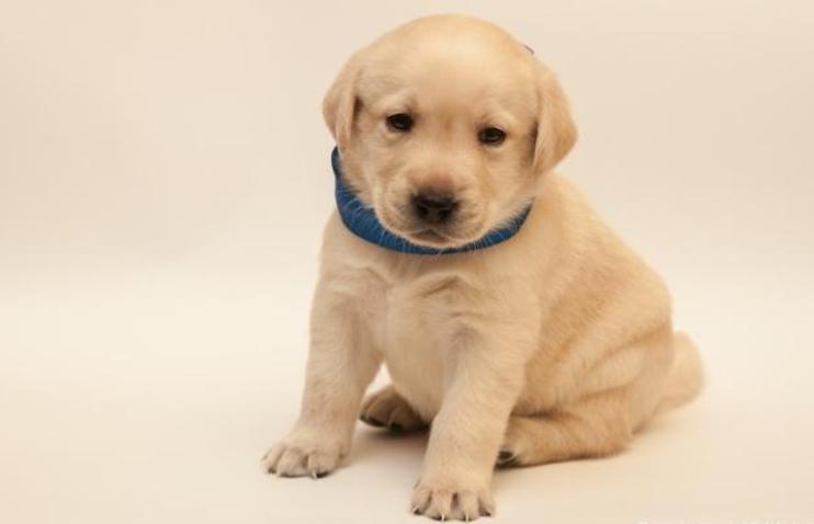 狗狗拉肚子怎么办,狗狗拉肚子怎么办快速解决