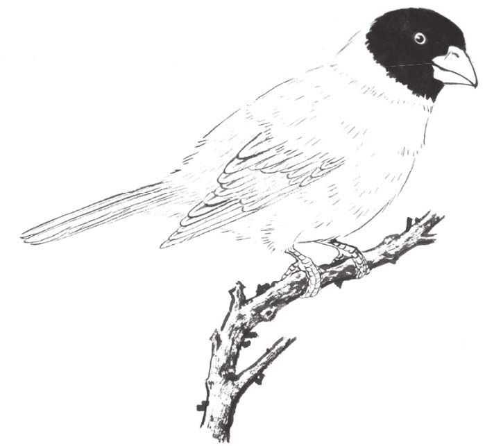 蜡嘴雀工笔画,蜡嘴鸟画画教程