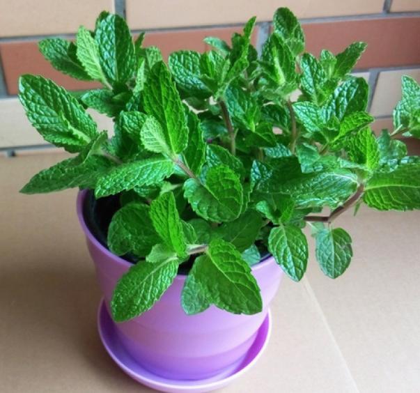 冬天薄荷出现干枯的黄叶怎么办,薄荷蔫了并有少许黄叶怎么补救