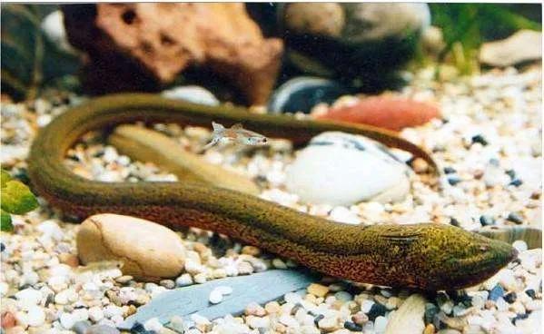 黄鳝，淡水水族中的小角色，凭什么成了直播时代的网红