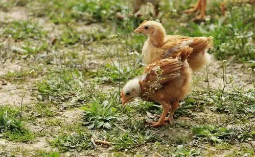 含有亚油酸的油怎么食用,吃高油酸的油对身体好与坏处