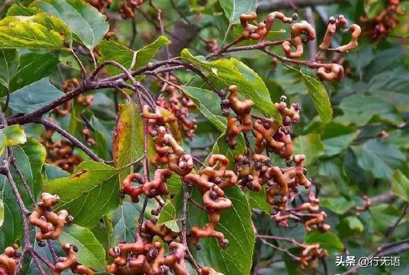 有趣的农村生活食物,农村生活农村娃农村美食