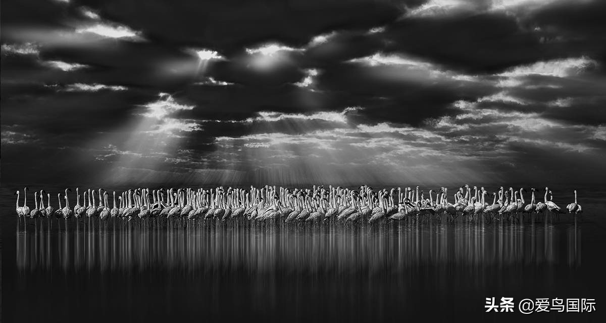 观鸟大年影片,观鸟大年在线观看