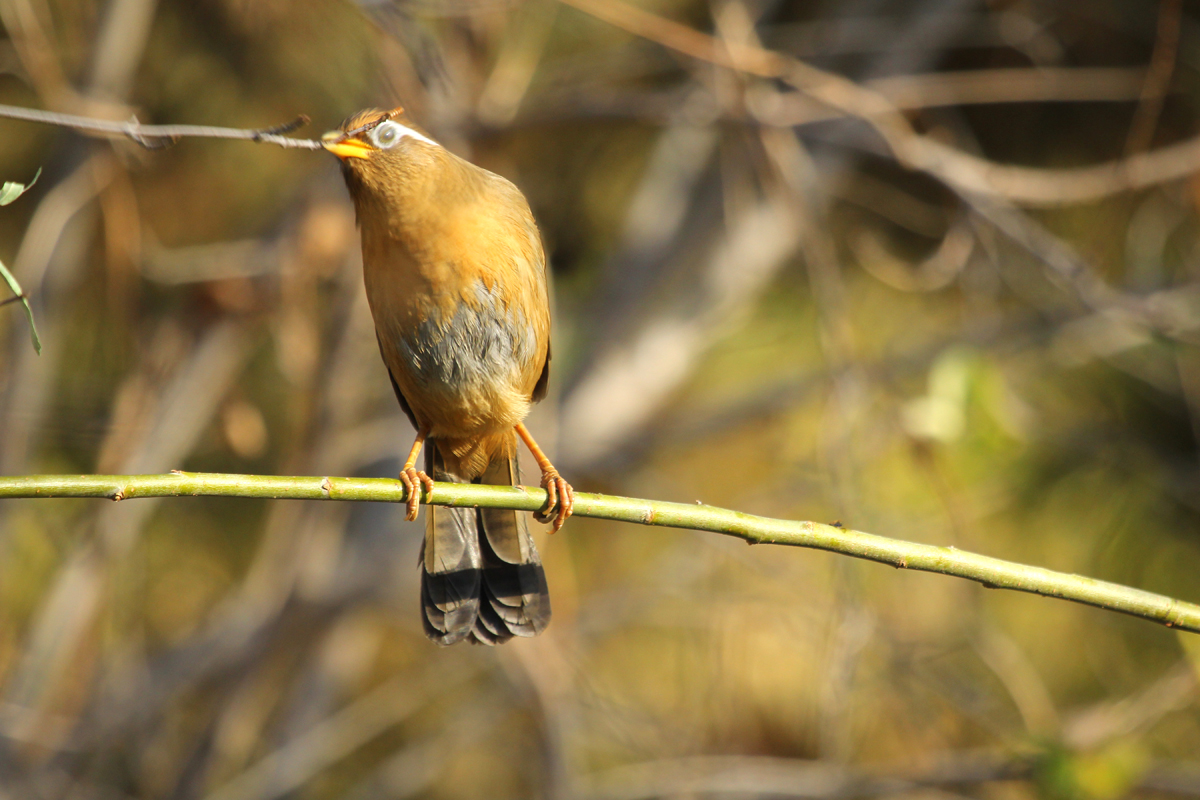养生眉跟雾眉,养生纹眉