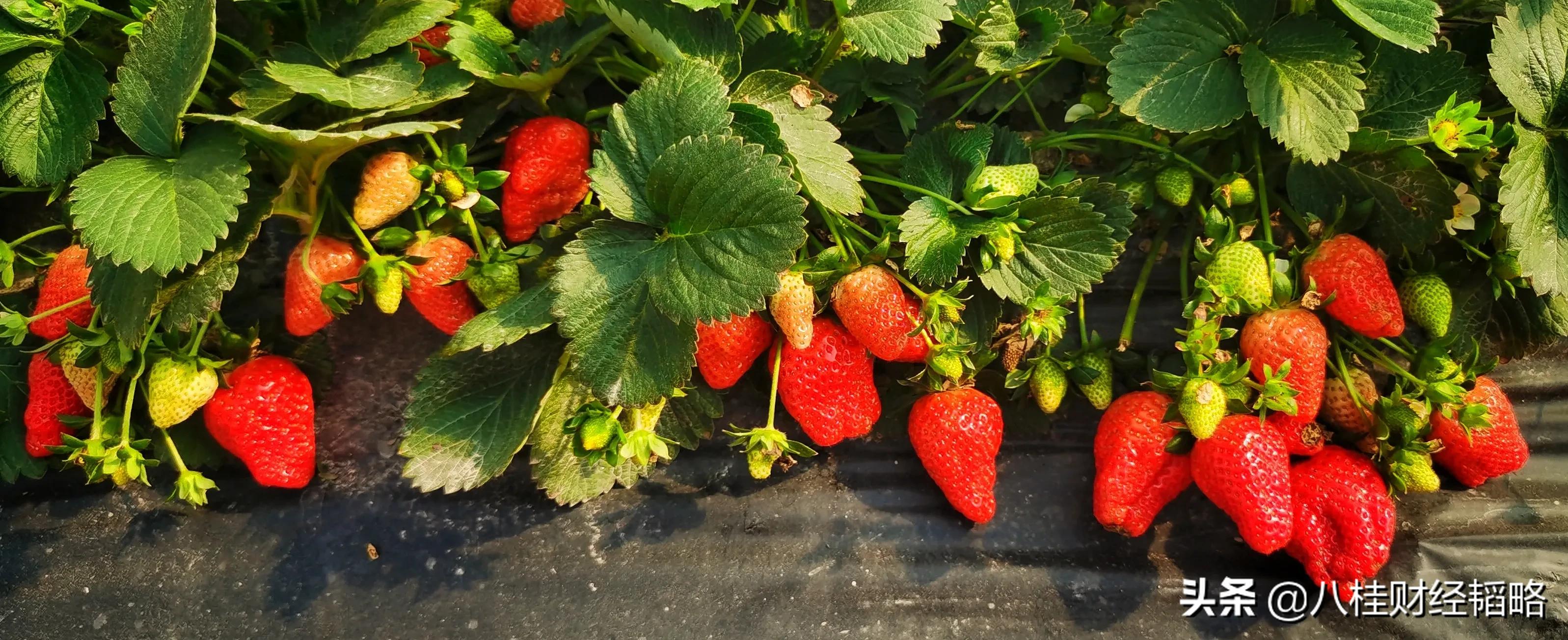 南宁附近草莓园在什么地方,南宁良庆区草莓园