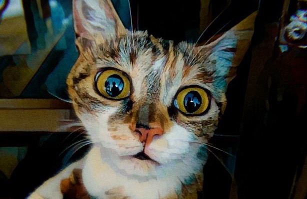 小猫的分离焦虑怎么解决,猫咪分离焦虑症7招搞定