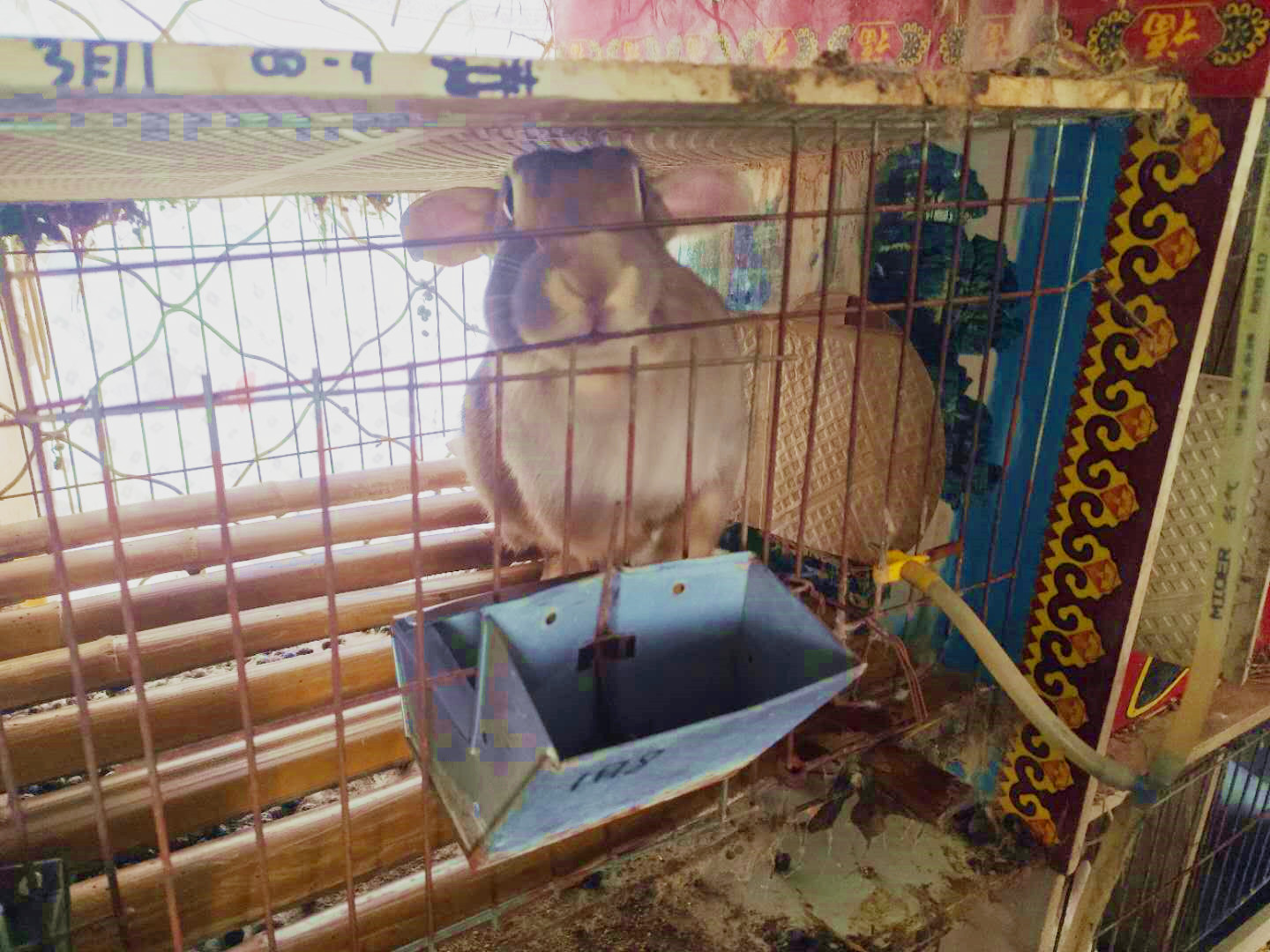 兔子脾气暴躁咬人是什么原因,兔子爱咬人怎么矫正