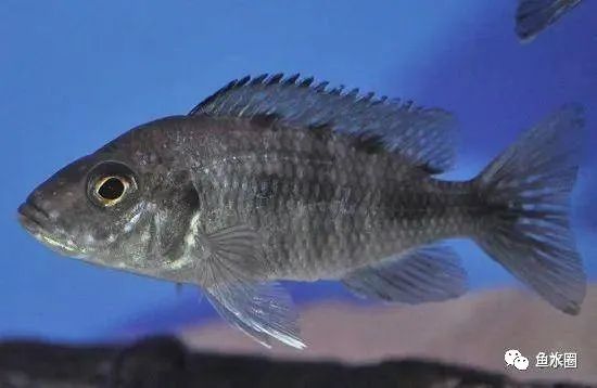 三湖慈鲷马鲷孔雀珍珠系能长多大,三湖慈鲷之孔雀