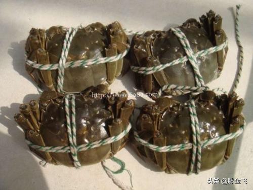 海螃蟹怎样保存时间长新鲜,新鲜螃蟹怎么保存最新方法