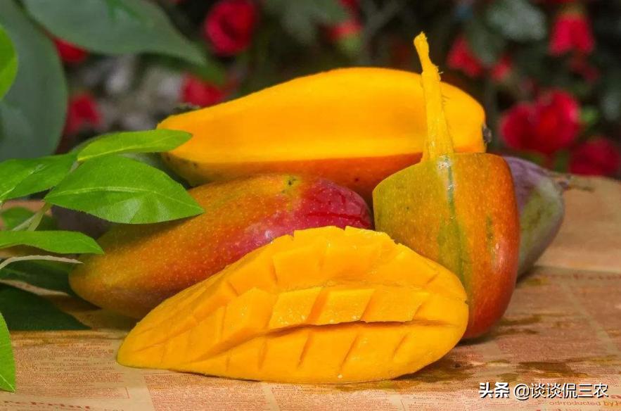 芒果怎么买才正确,怎么购买芒果最好