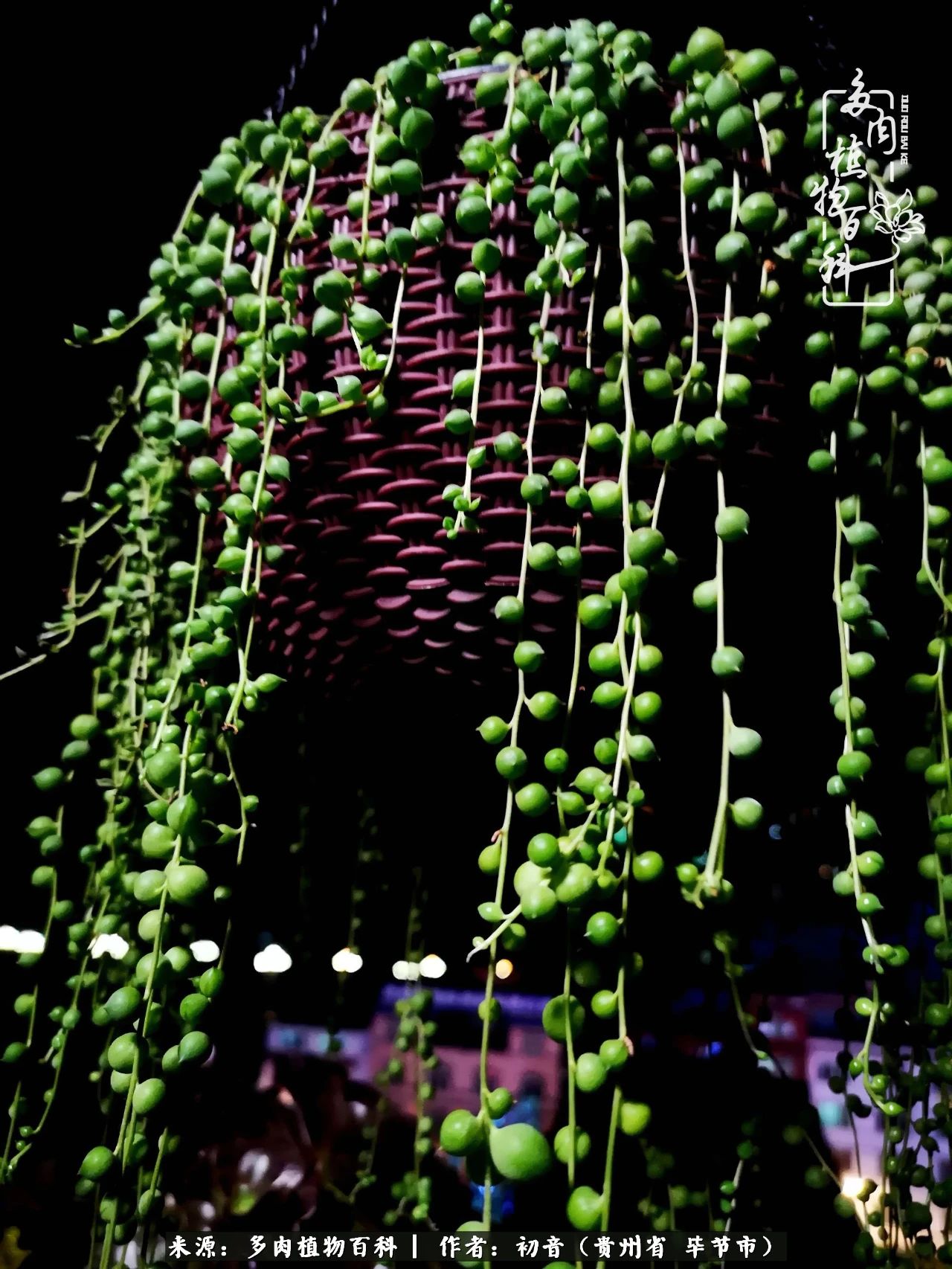 和多肉共度美好时光,与多肉一起成长