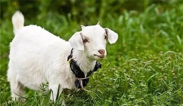 农村养殖种植与三农创业致富项目,2022三农养殖业致富项目