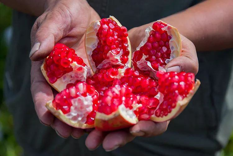 快来摘“喝”矿泉水长大的橘子石榴啦