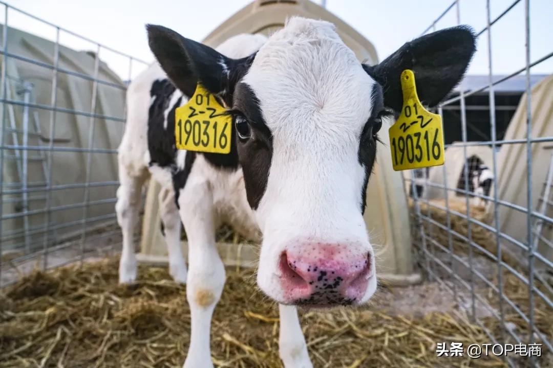 认养一头牛纯牛奶直播销量第一名,认养一头牛销量排名