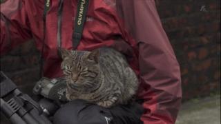 大家都在争抢猫爪杯？吸猫的最高境界，带着摄影机“猫步走天下”