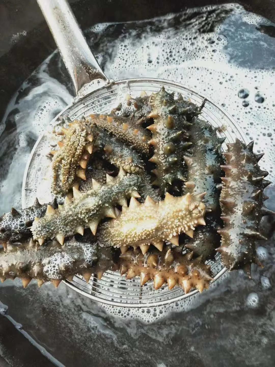 海参的鉴别方法你买的海参还好吗 (网上买的海参和真海参不一样)