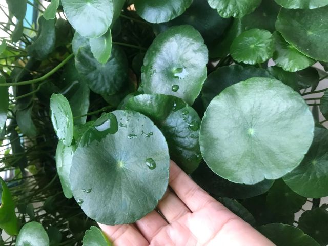 十大最好养的绿萝花,九种养不死的花