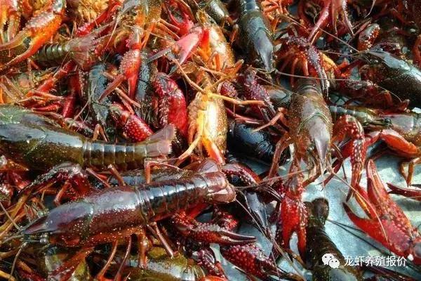 小龙虾养殖前景和市场分析,小龙虾养殖前景及市场分析