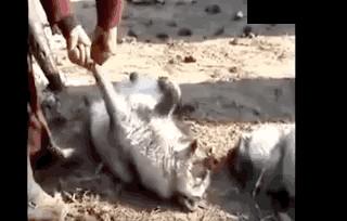 英国女王正式宣布拒绝皮草，愿世间没有血淋淋的时尚