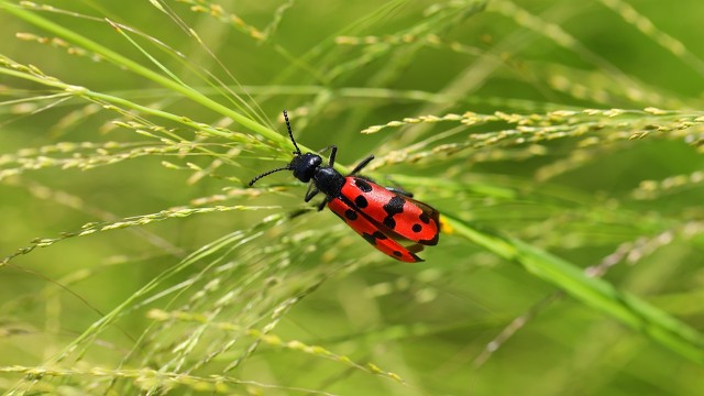 民间虫子入药土方法,黑色软体蠕动的虫子可以入药