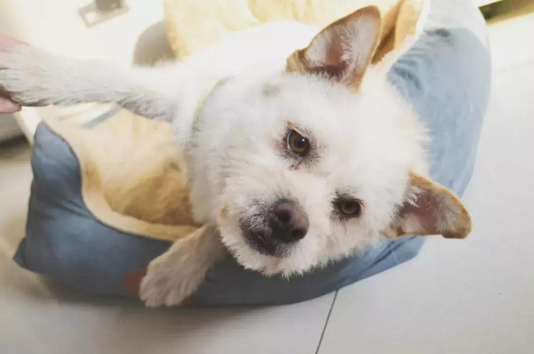 给它们一个家|线上宠物领养日,201903101