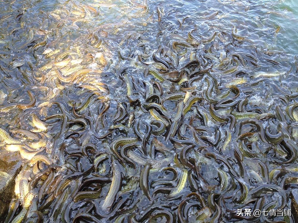 吃泥鳅有六大好处,女性吃泥鳅的好处