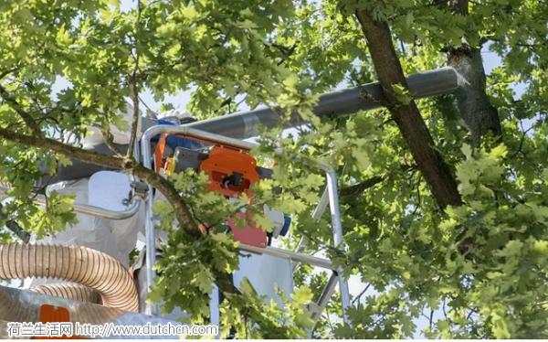 全球十大毒毛虫,毒毛虫的刺引起全身过敏