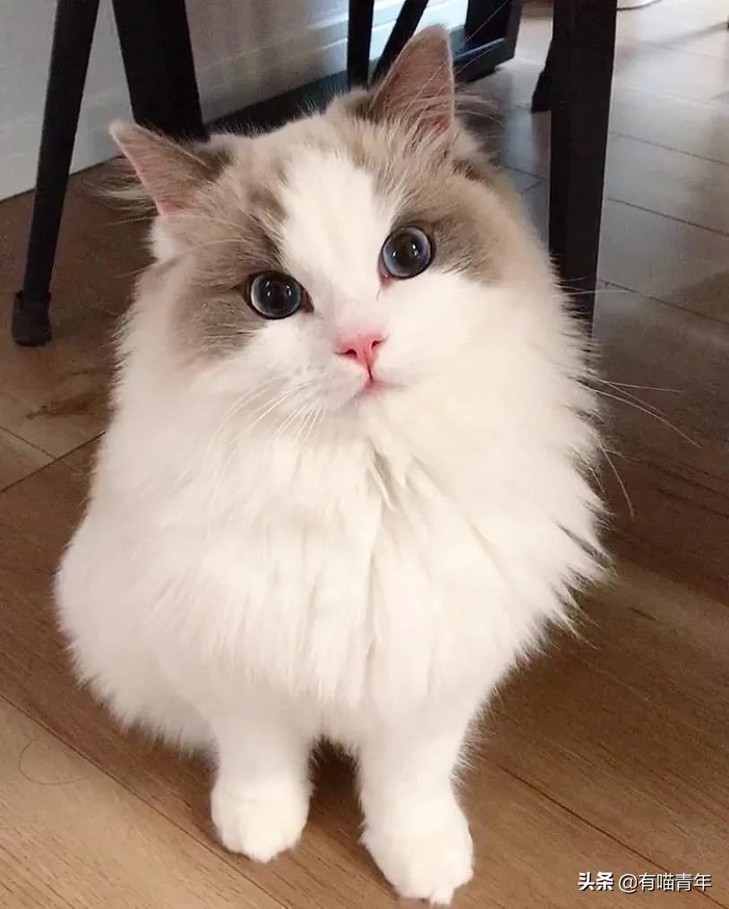 布偶猫身长四十厘米体重九斤,超级可爱的布偶猫有两万斤