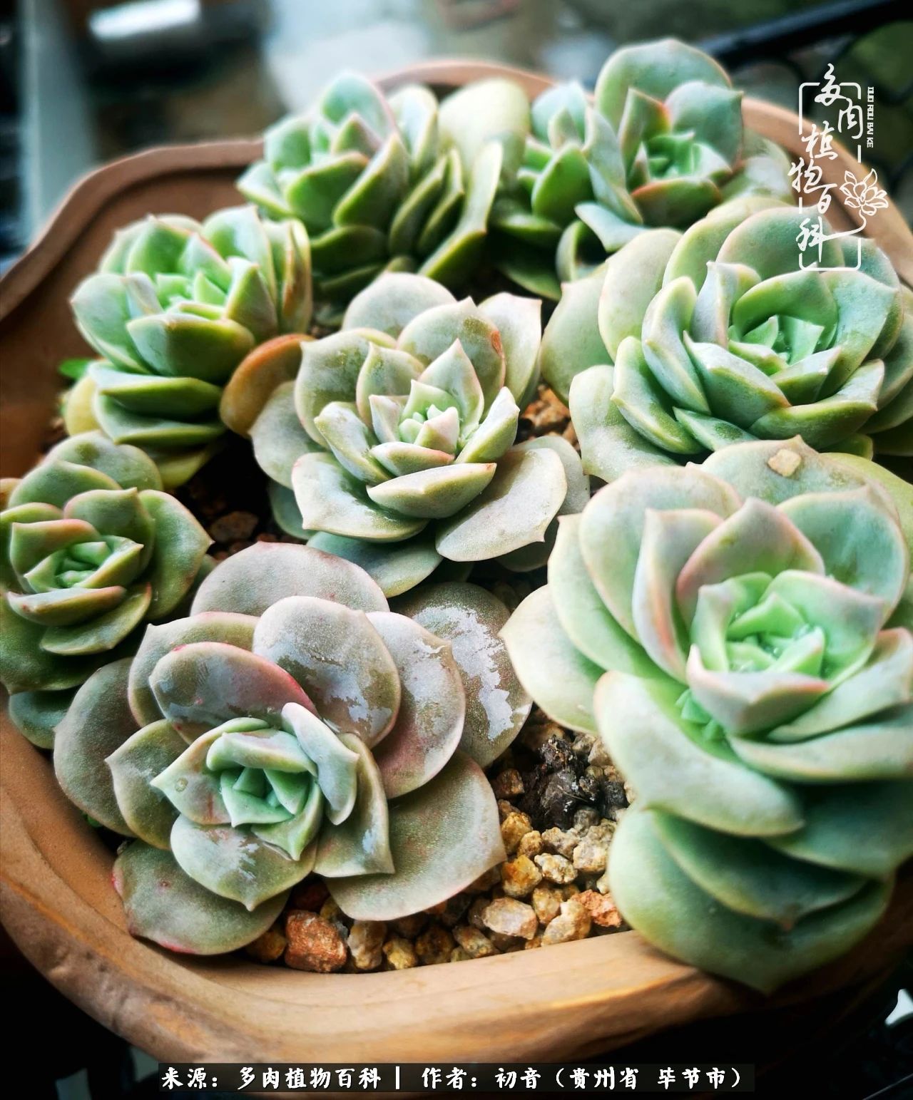 和多肉共度美好时光,与多肉一起成长