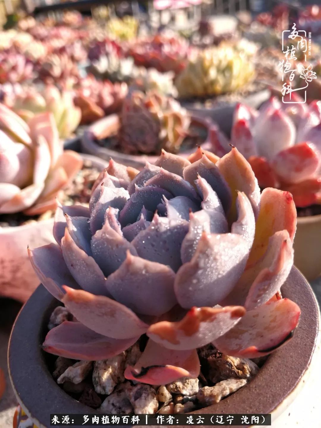 秋闲赏多肉,话育儿,亲生的自家娃,总有一刻让你怦然心动