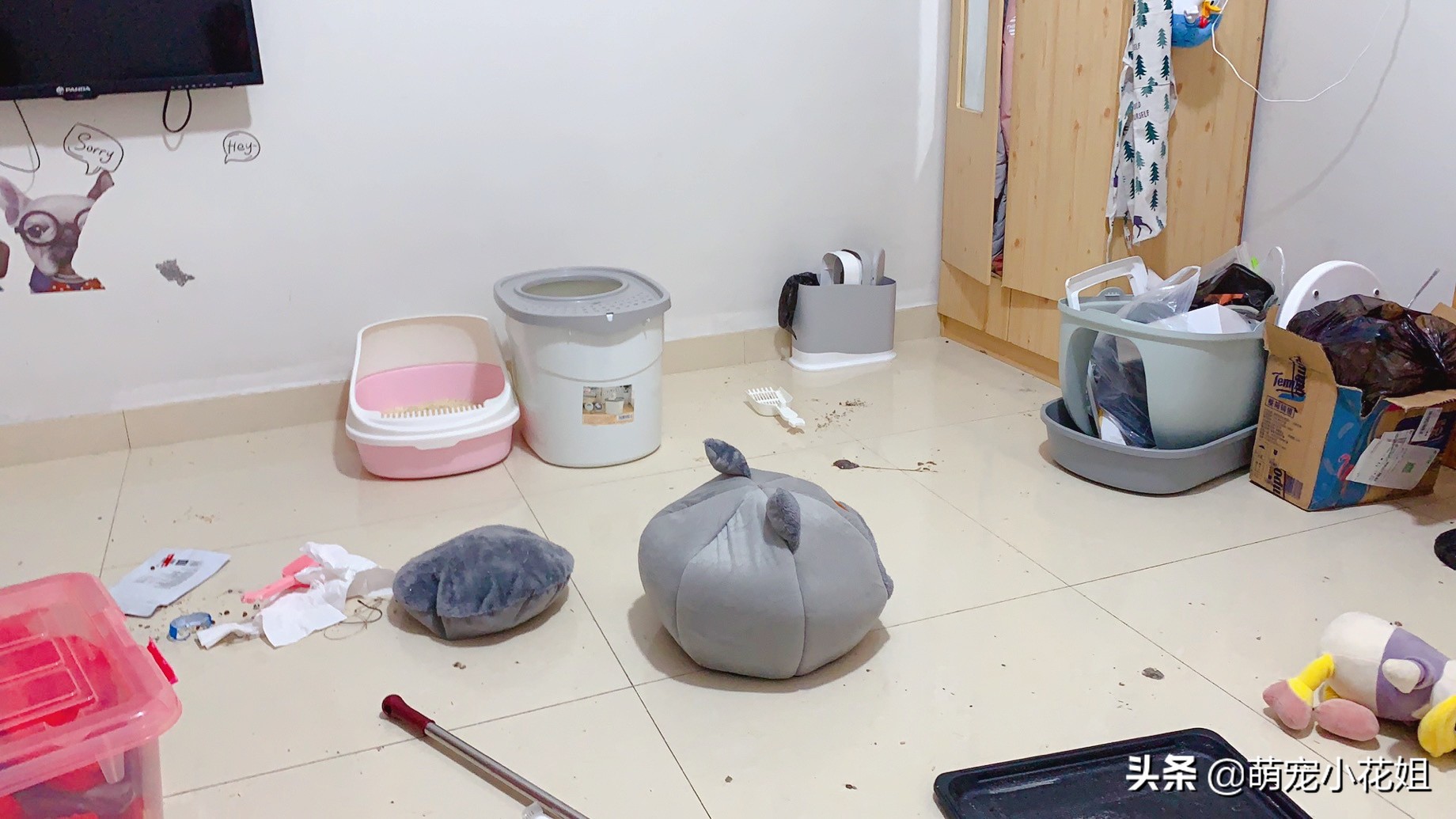 疫情期间猫咪独自在家怎么解决,疫情期间猫咪独自在家3天