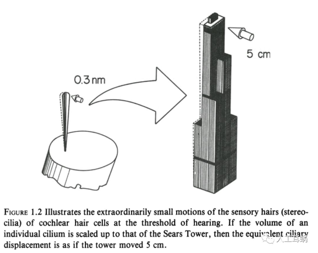 耳朵对声音很敏感焦虑,耳朵敏感代表什么性格