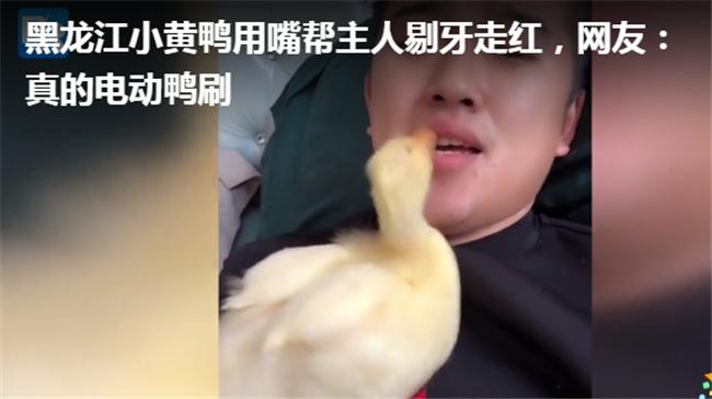 格格：“电动鸭刷”魔性走红，主人：为它不吃鸭肉，它拿我当妈