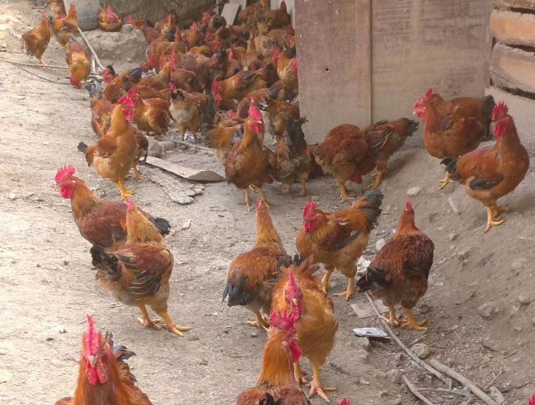 养鸡致富的方法和技术,养鸡技术知识大全怎样让鸡长得快