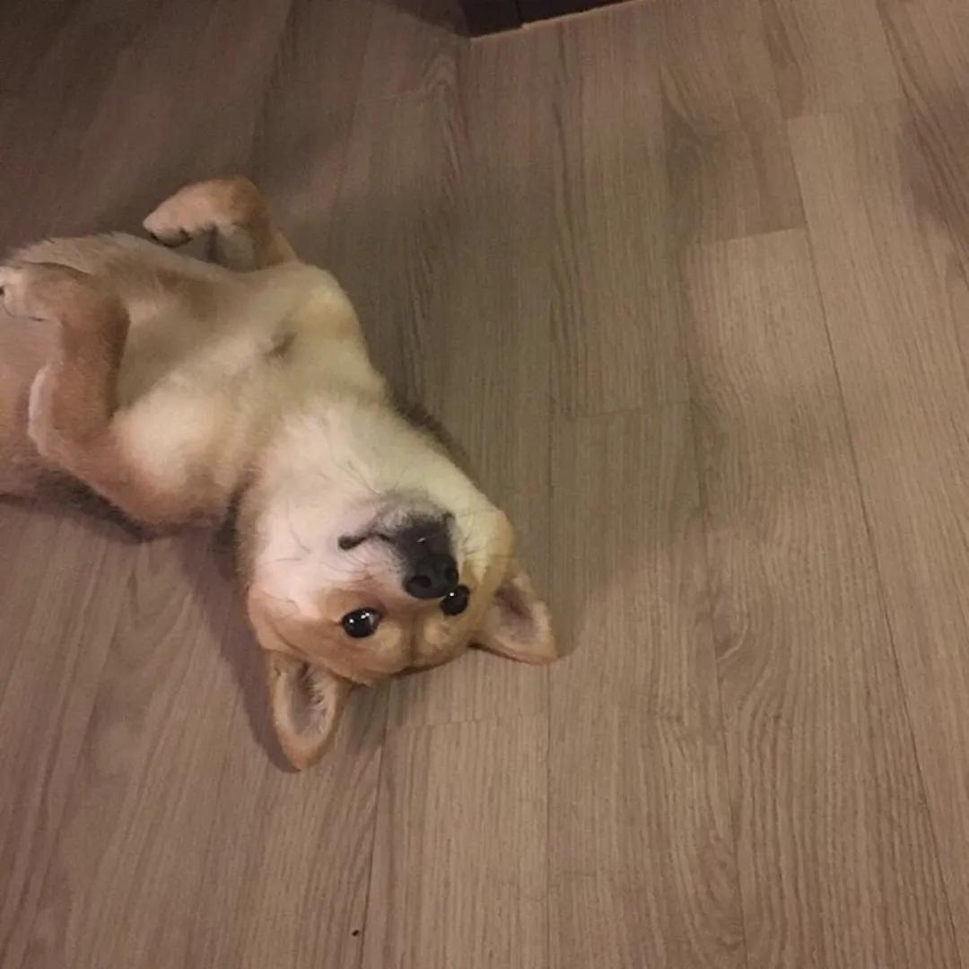 给狗起名字侵权吗,给狗起了一个字名字