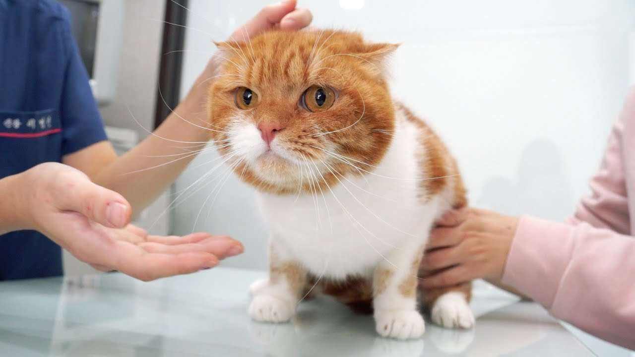 小孩被猫抓了打疫苗有副作用吗,妙三多猫疫苗的副作用