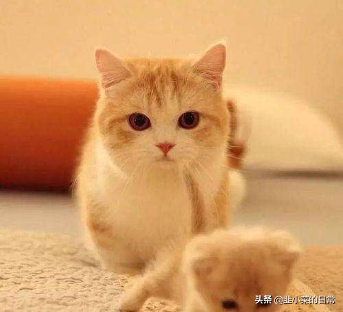 捡到流浪猫先要做什么,捡到流浪猫要怎么处理