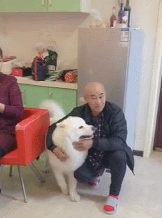 如果家人不让你养狗该怎么办,怎样说服爸妈给我养狗教你5招