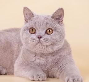 英短猫长大后是什么样的,英短猫的成长大小跟什么有关