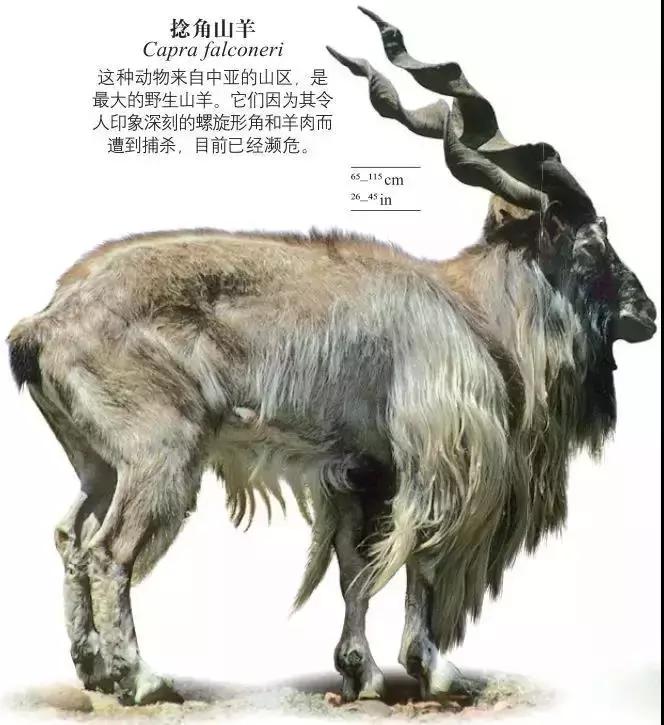 《DK博物大百科》上线啦!6.5折就可买到