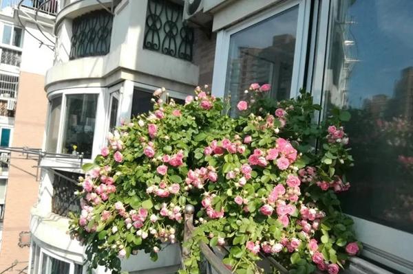 封闭阳台养哪些藤本月季,可以牵引做拱门的月季有哪些品种