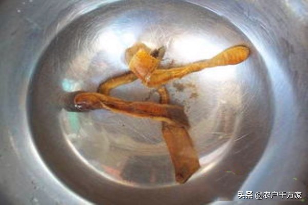 母兔奶水不足怎么催乳,母兔怎样喂养下奶多