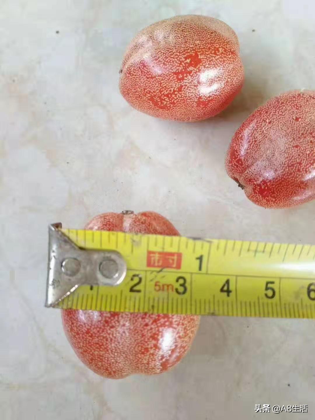 种羊奶果的前景,羊奶果种植基地在哪