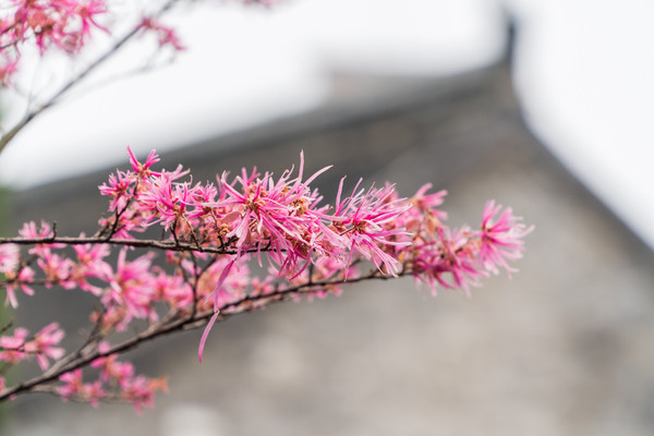 踏春赏花正当时，打卡千垛水上油菜花！玩转兴化景点美食全攻略