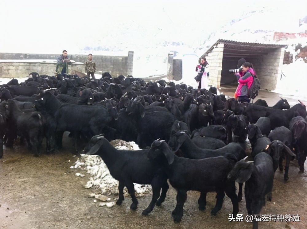 目前国内什么品种的羊最适合南方,中国养殖的羊的品种最多的是什么