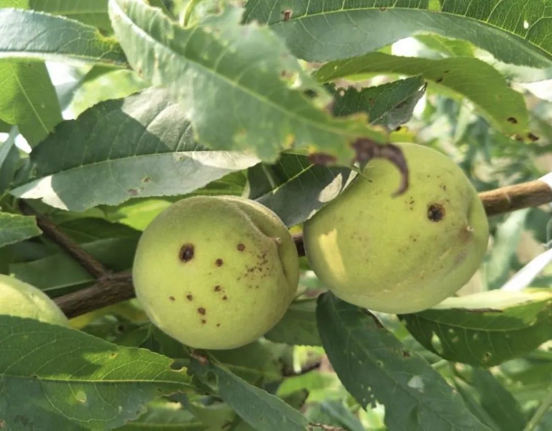 桃树果实病害图片大全,桃树几种常见病虫害图片