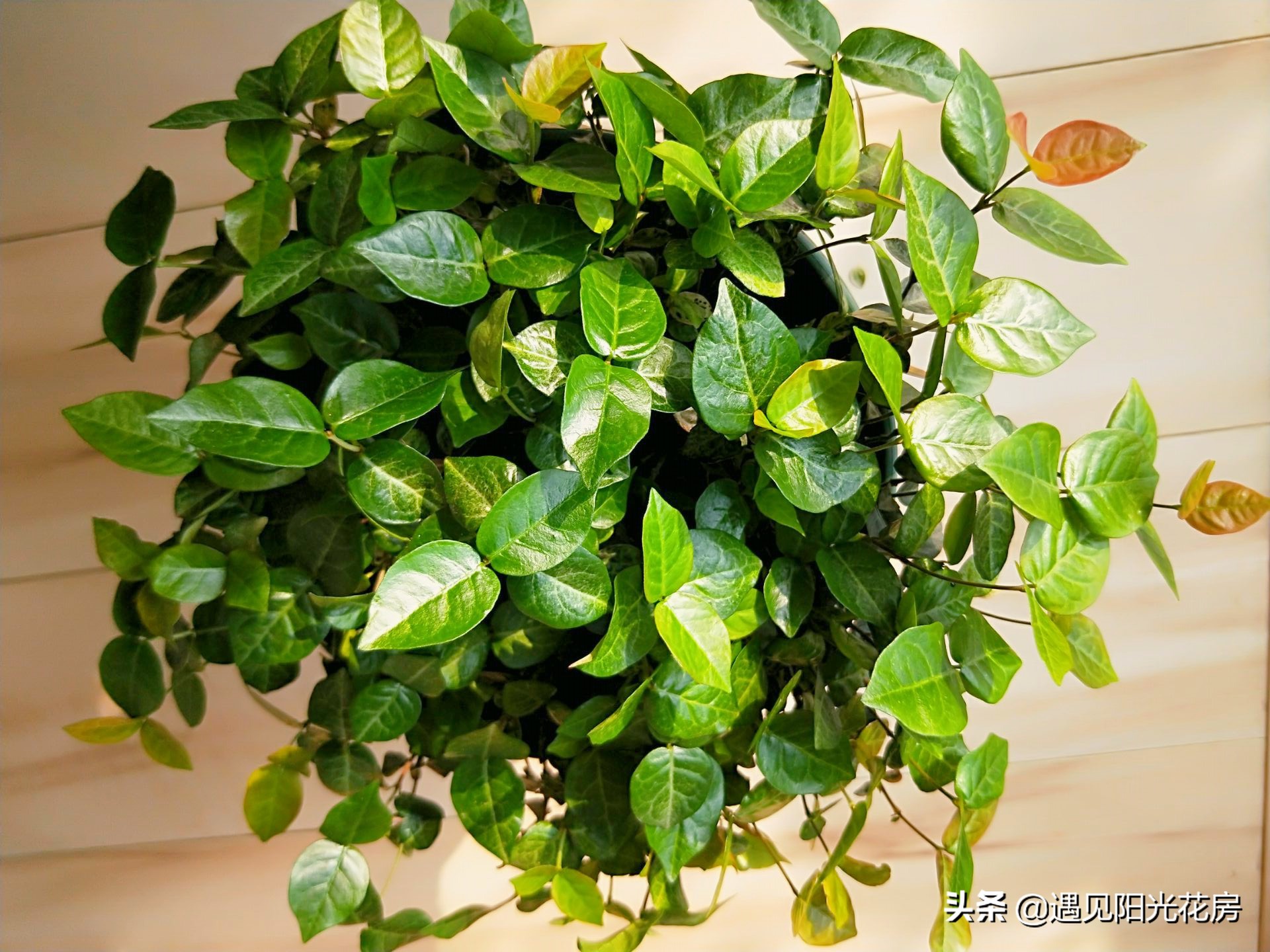 “变色植物”花叶络石，养护成彩叶，2方面要做好！